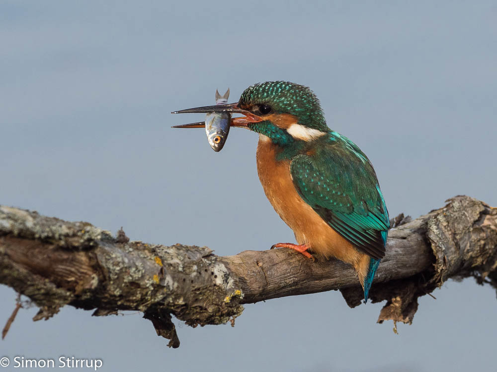 Kingfisher with fish