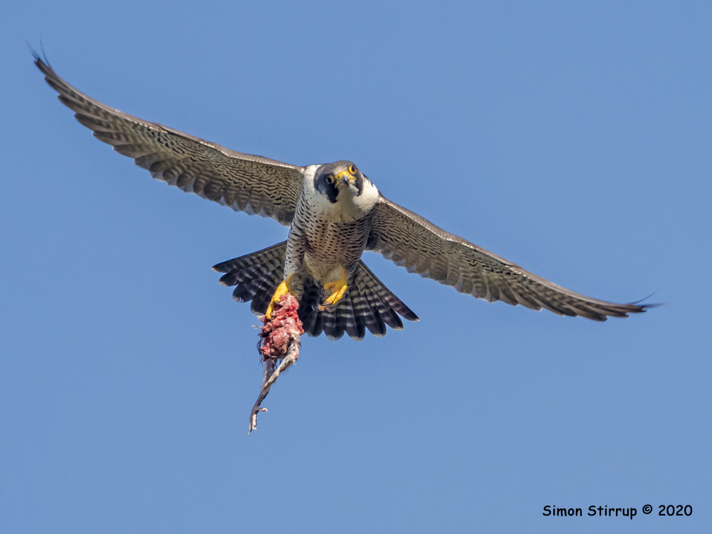 Peregrine with prey
