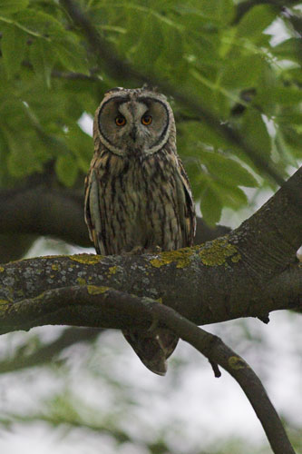 Long-eared Owl