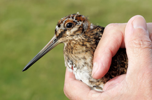 Common Snipe