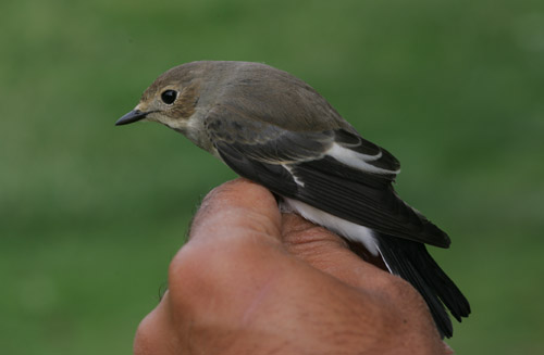 Pied Flycatcher