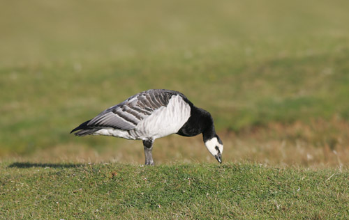 Barnacle Goose