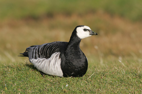Barnacle Goose