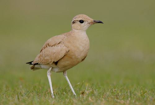 Cream-coloured Courser