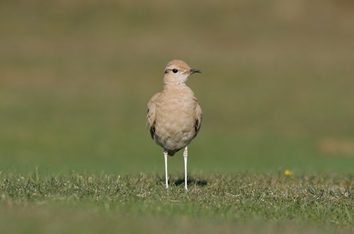 Cream-coloured Courser