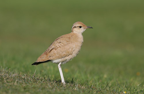 Cream-coloured Courser