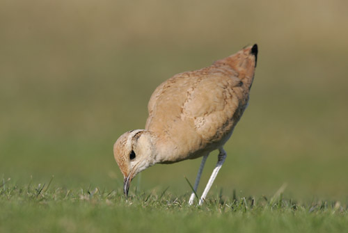 Cream-coloured Courser