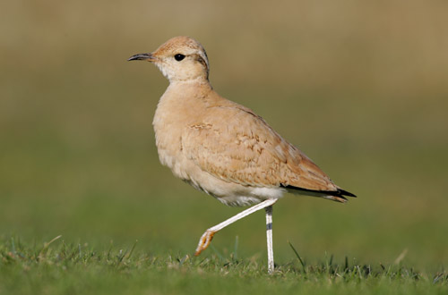 Cream-coloured Courser
