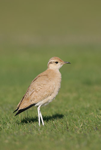 Cream-coloured Courser
