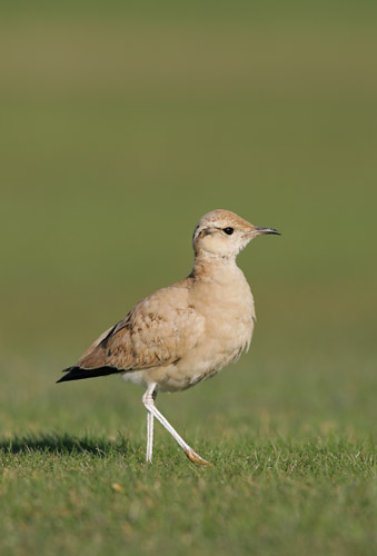 Cream-coloured Courser