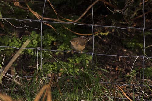 Dusky Warbler