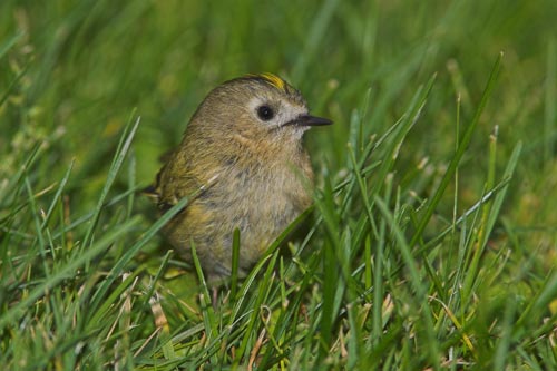 Goldcrest