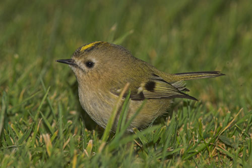 Goldcrest