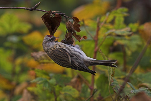 Common Redpoll