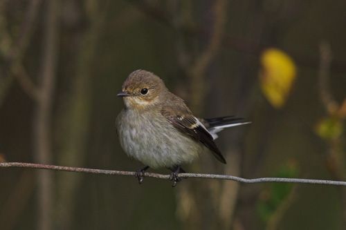 Pied Flycatcher