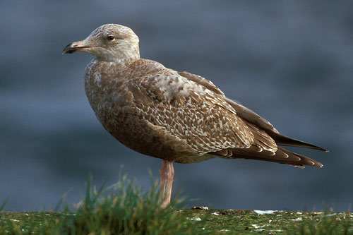 American Herring Gull