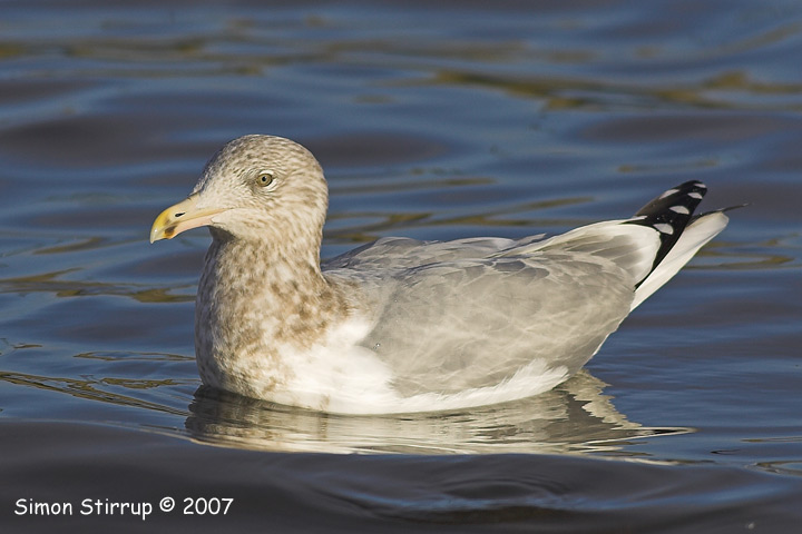 American Herring Gull
