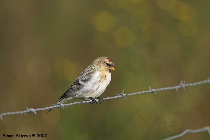Arctic Redpoll