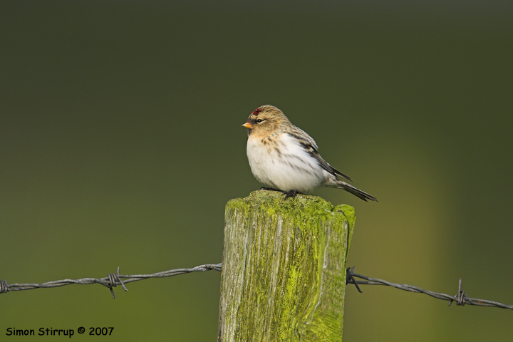 Arctic Redpoll