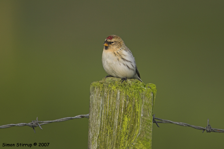 Arctic Redpoll