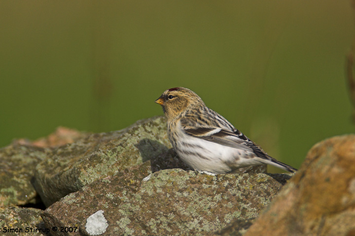 Arctic Redpoll