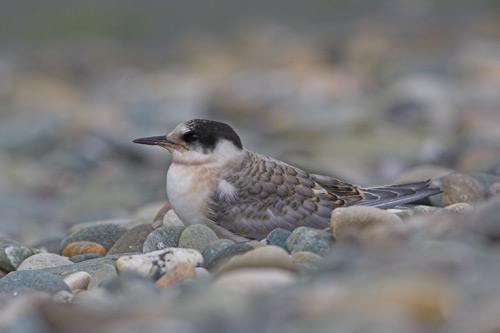 Arctic Tern (juvenile)
