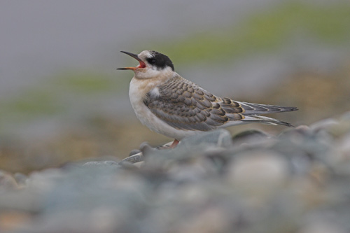 Arctic Tern (juvenile)