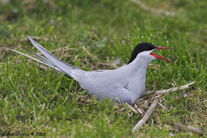 Arctic Tern