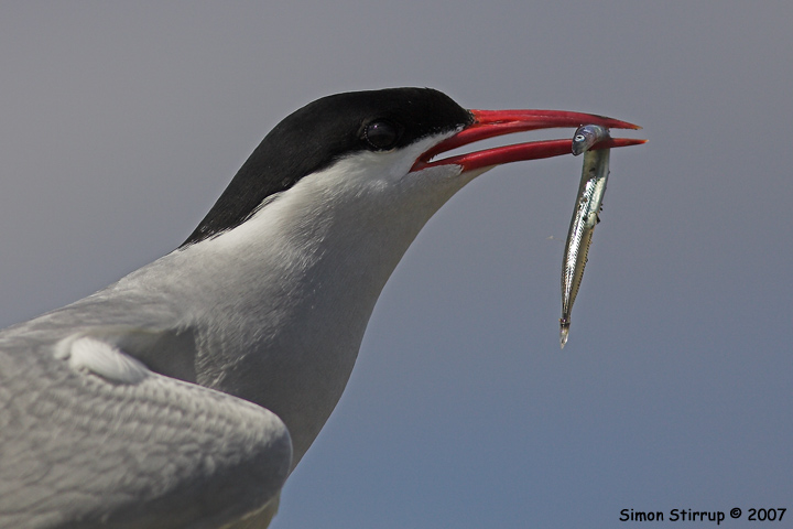 Arctic Tern