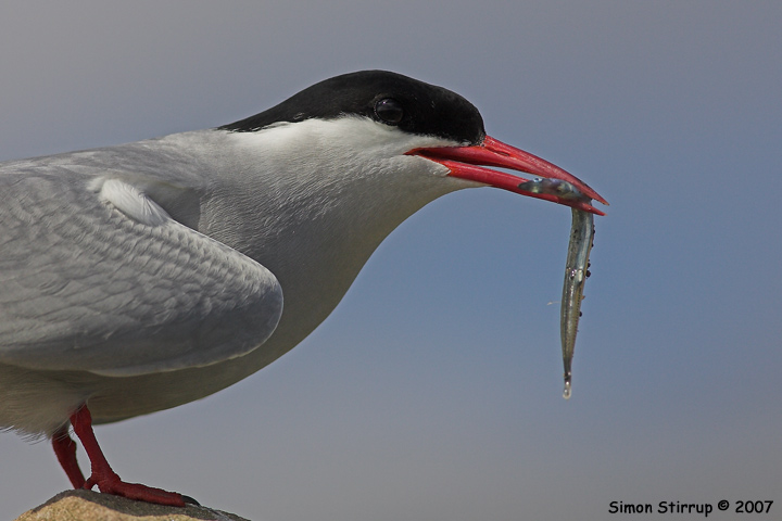 Arctic Tern