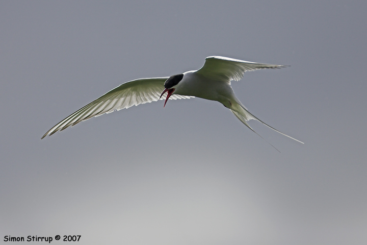 Arctic Tern