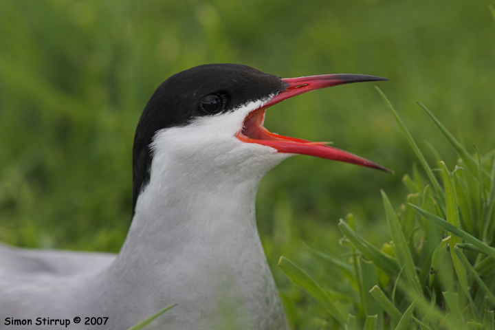 Arctic Tern
