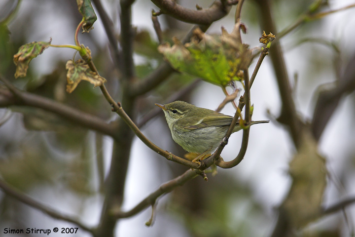 Arctic Warbler