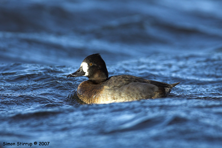 Aythya hybrid
