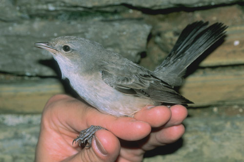 Barred Warbler