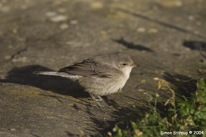 Barred Warbler