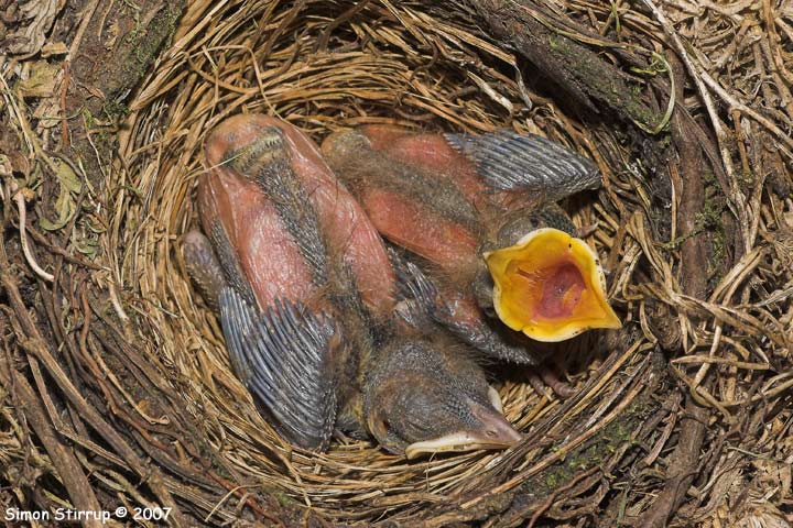 Young Blackbirds in nest