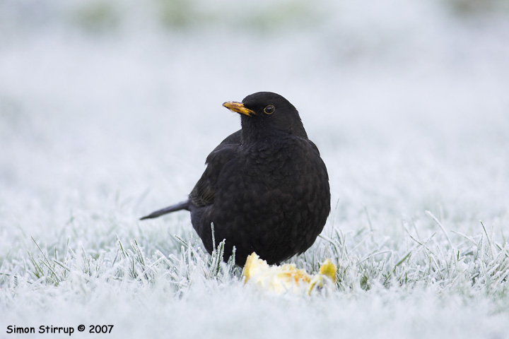 Male Blackbird