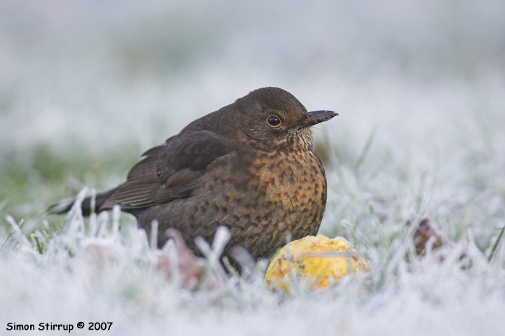 Female Blackbird