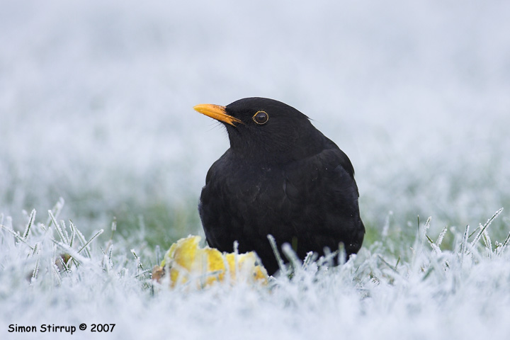 Male Blackbird