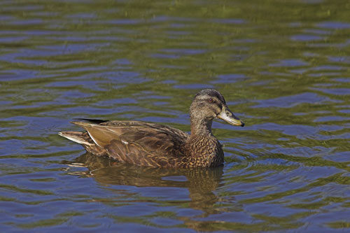 Mallard