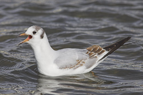 Black-headed Gull