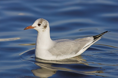 Black-headed Gull