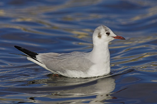 Black-headed Gull