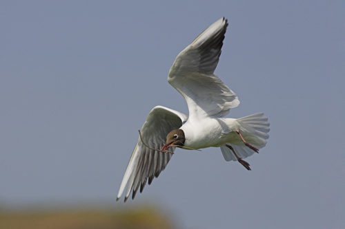Black-headed Gull