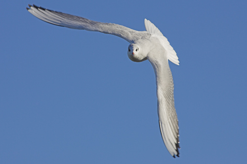Black-headed Gull