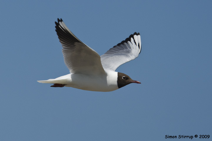 Black-headed Gull