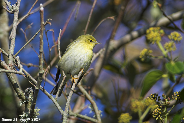 Blackpoll Warbler