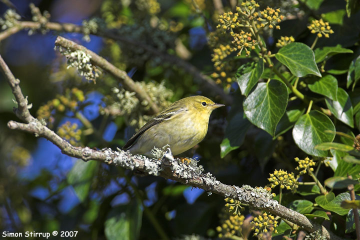 Blackpoll Warbler