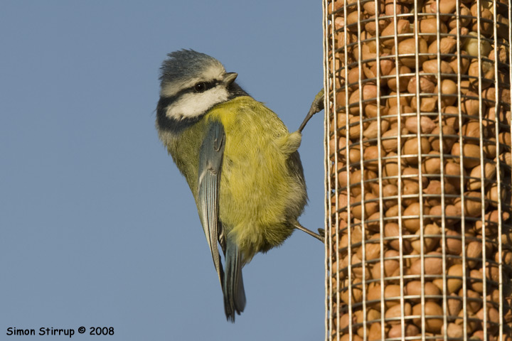 Blue Tit